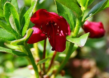 R.campylogynum - Bodnat Red